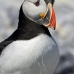 puffin_atlantic_msi_v_2707_can2093.jpg